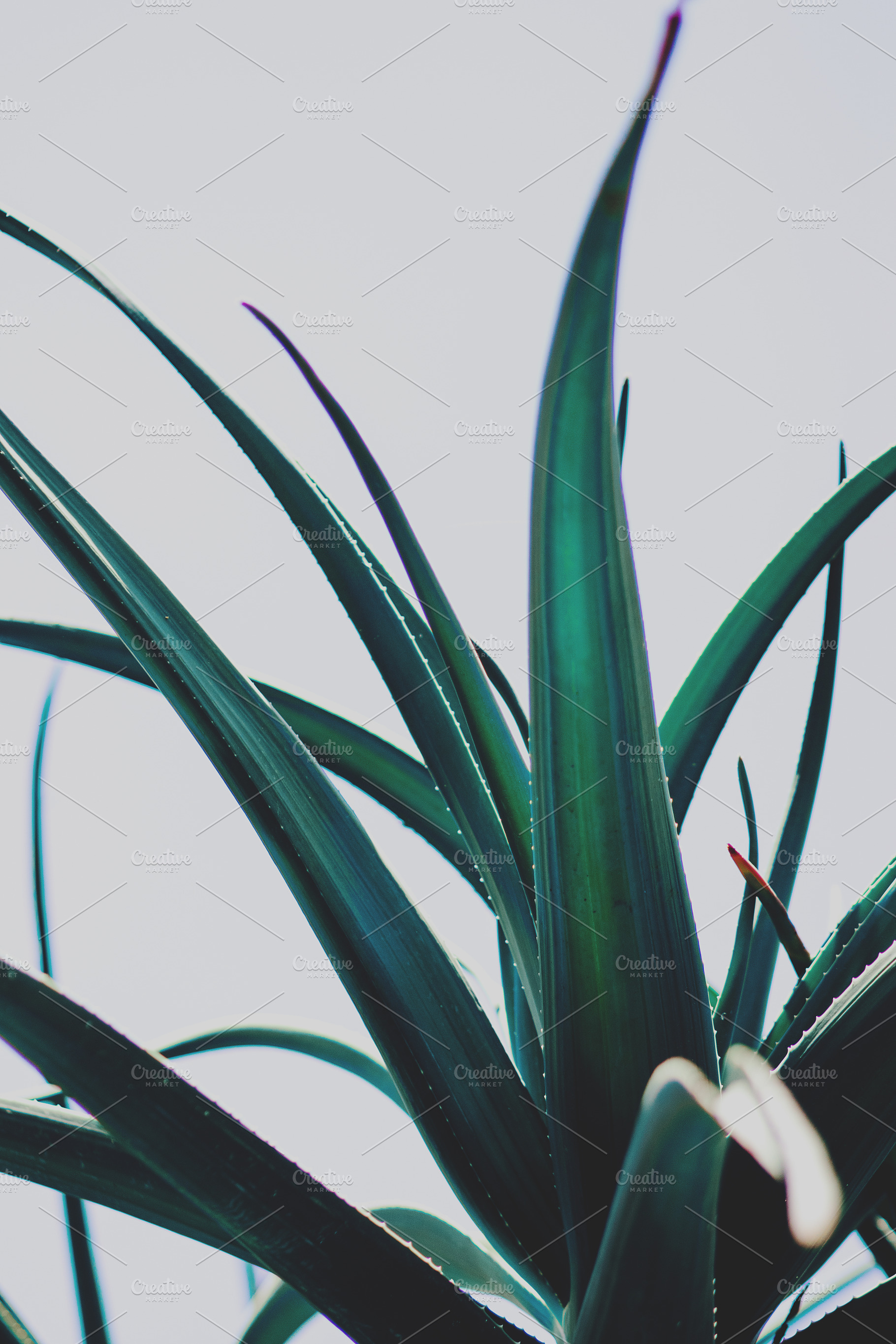 Spiky Leaves in Shades of Blue, an Abstract Photo by René Jordaan Photography
