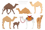 Arabian camel Dromedary clip art, an Animal Illustration by pet design shop (Thumbnail 3 of 5)