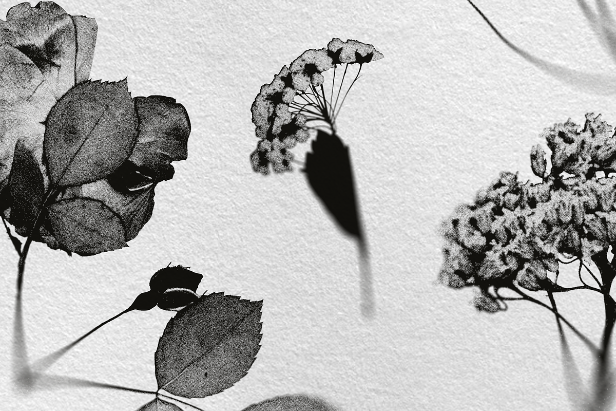 HERBARIA. Pressed Wildflower Scans, an Object Graphic by Schumacher Shop (Photo 4 of 21)