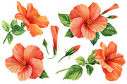 Watercolor tropical hibiscus flowers, an Object Illustration by Hanna Hryharenka (Thumbnail 7 of 18)