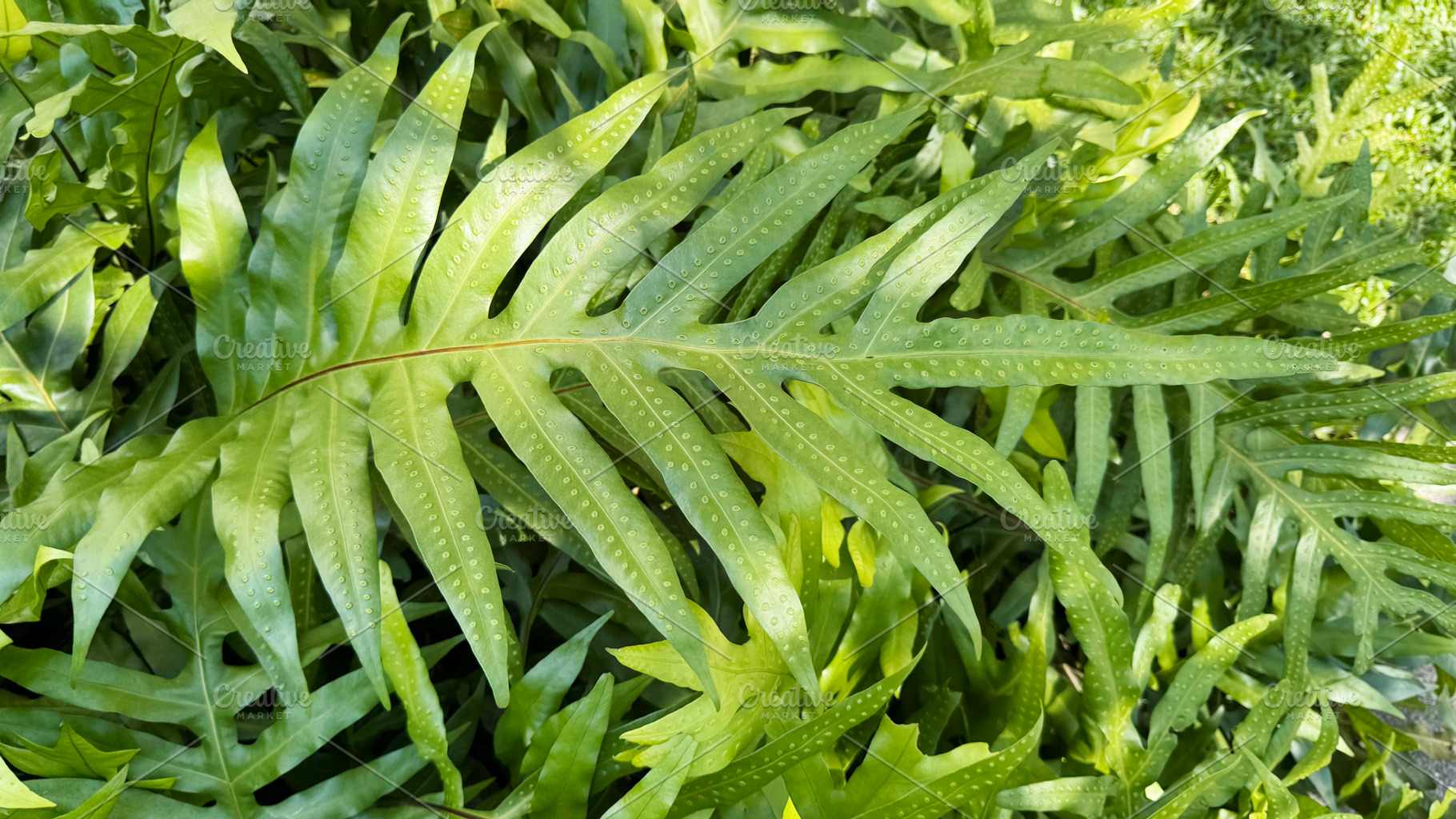 Green hawaii fern leaves, a Nature Photo by ArtBackground