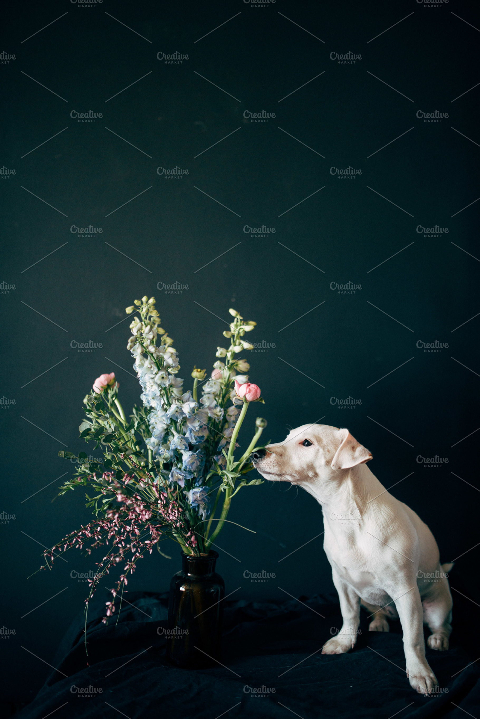 Spring Puppy, a Photo by Trofimova Veronika