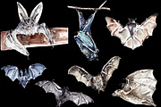 Vampire bats, watercolor/ink/vector, an Animal Illustration by Watercolor_Vector Graphic (Thumbnail 21 of 22)