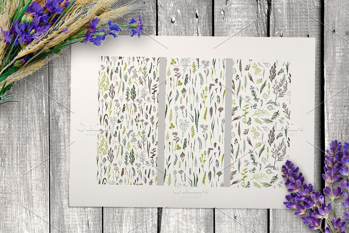 Wild field herbs. Botanical set., a Healthcare Illustration by Alena Kaz (Photo 6 of 12)