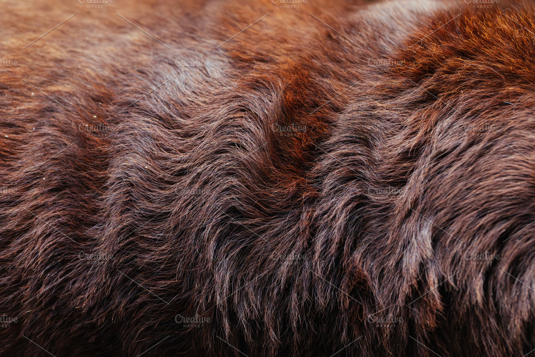Close-up view of rich brown dog fur texture under soft light, an Animal Photo by OSORIOartist