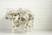 The Airplant Collection, a Nature Photo by Greenleaf Images (Thumbnail 6 of 7)