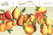 MASSIVE Vintage Fruit and Flowers, an Object Graphic by Eclectic Anthology (Thumbnail 3 of 12)