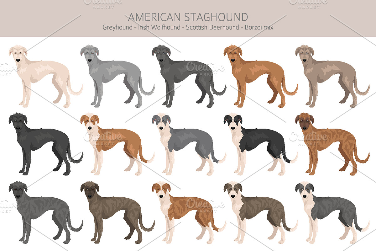 American Staghound dog, an Animal Illustration by pet design shop (Photo 2 of 6)