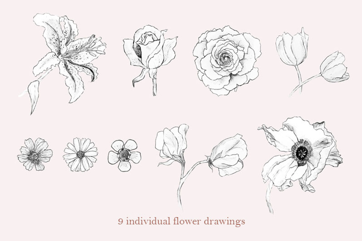 Pencil Drawing Flower Set, an Illustration by elpple (Photo 2 of 4)