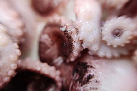 Octopus feeler seafood macro photo