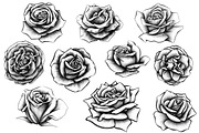 10 Rose Illustrations, an Object Graphic by BIOWORKZ (Thumbnail 5 of 5)