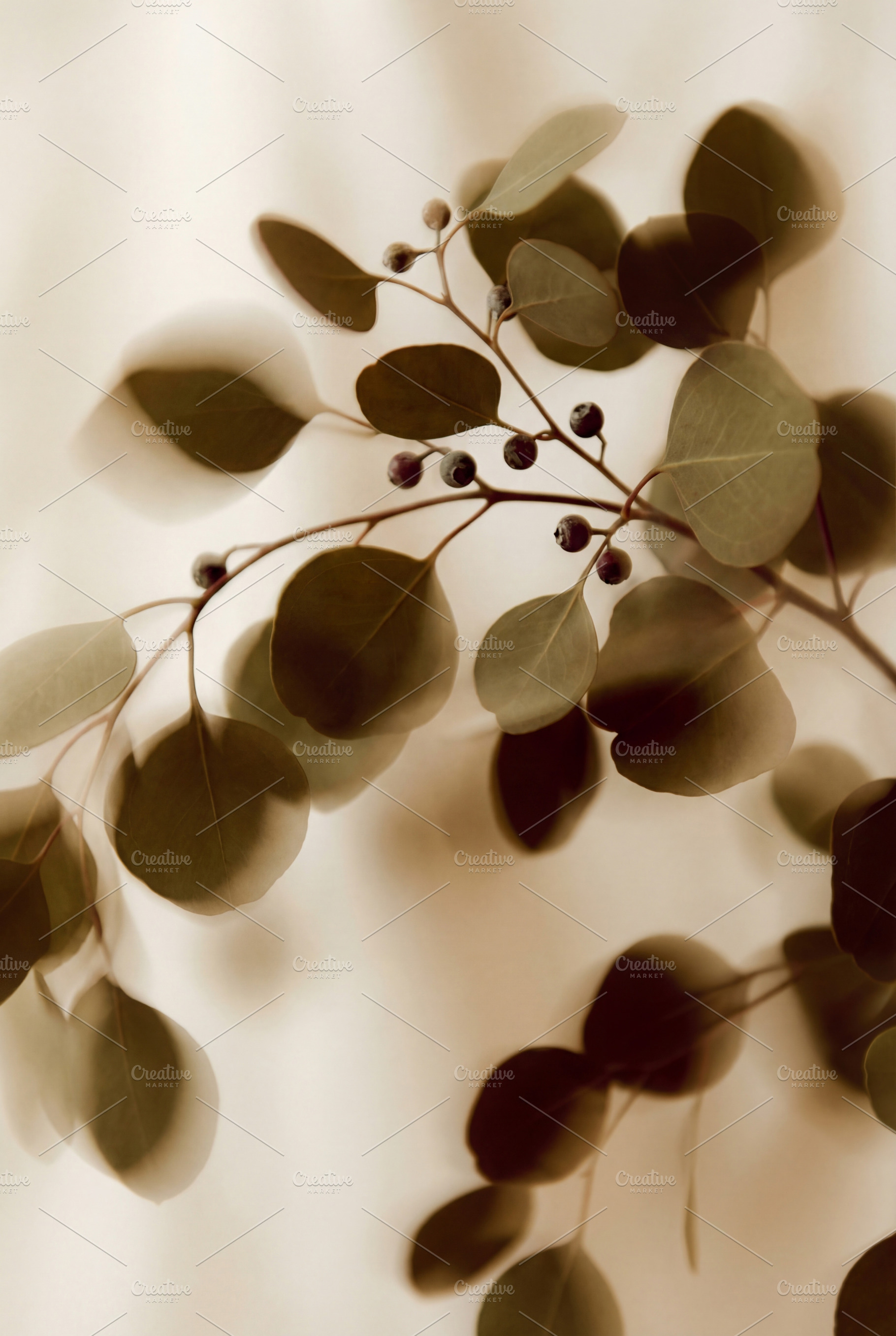 Ethereal Botanical Still Life, a Nature Photo by Virgo Studio