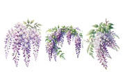 Wisteria Floral Garden Clipart, an Illustration by Designworld (Thumbnail 4 of 5)