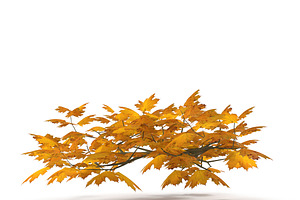 Maple Branch Yellow V3