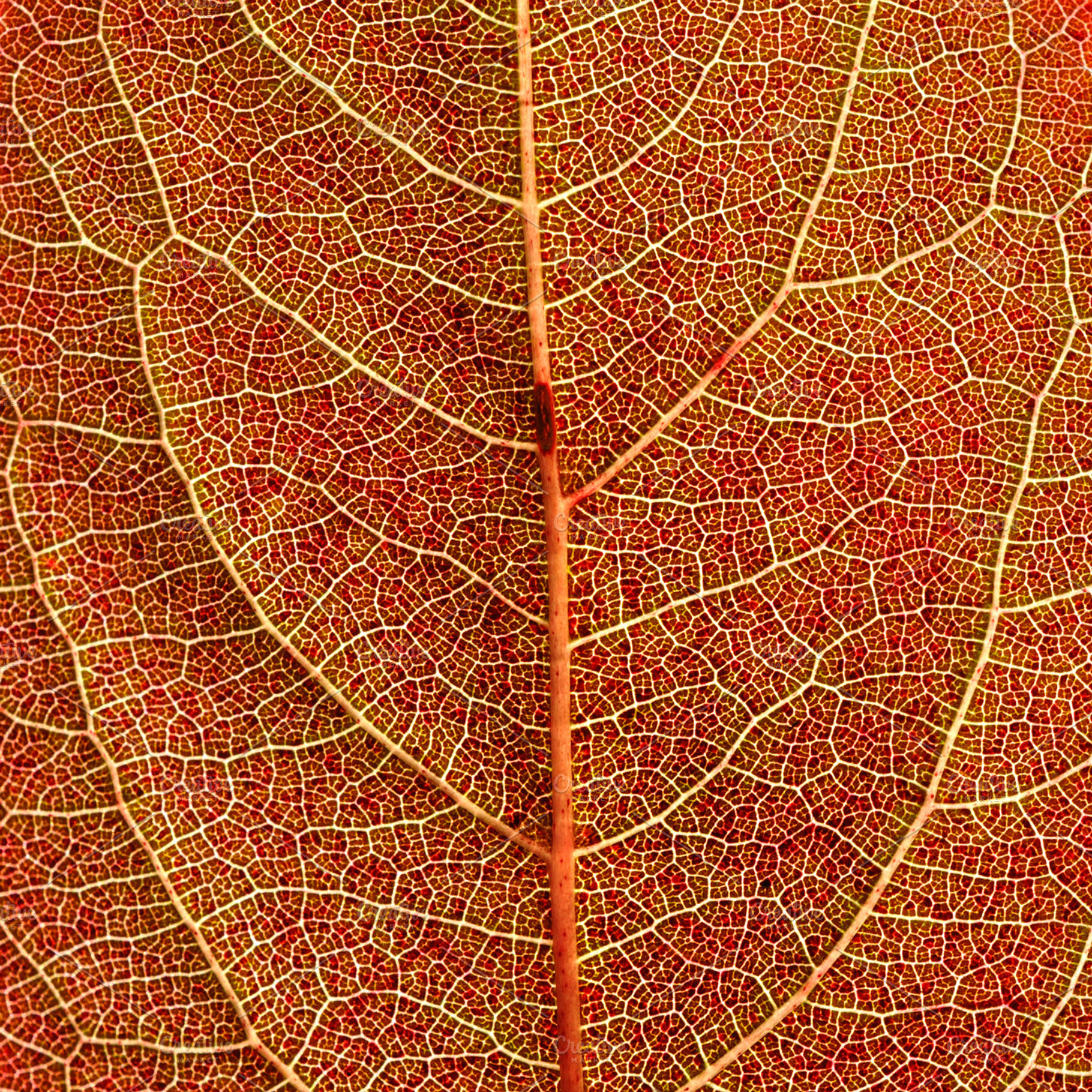 Autumn leaf featuring leaf, background, and red