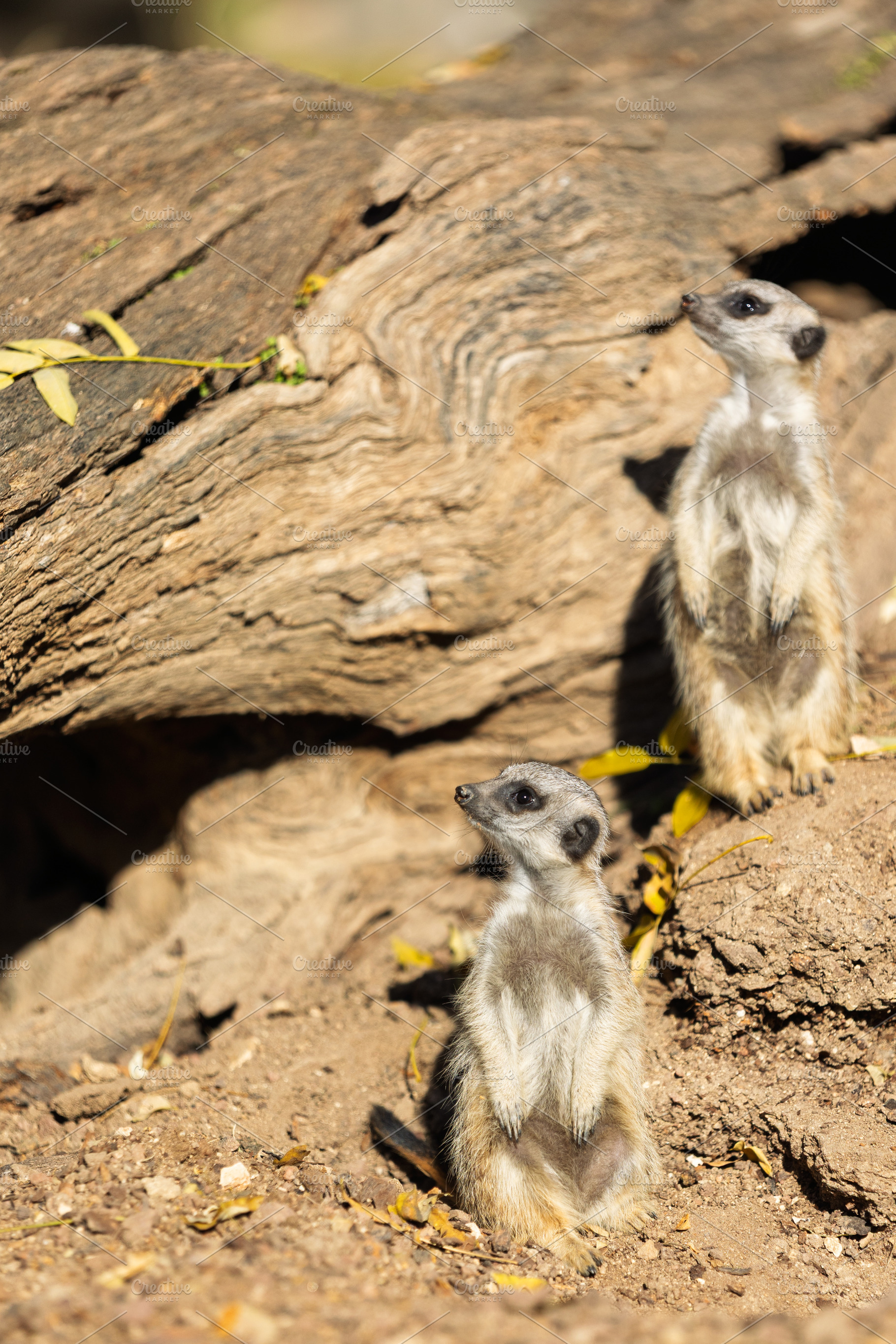 Two meerkats standing on dry ground,, an Animal Photo by Perpis
