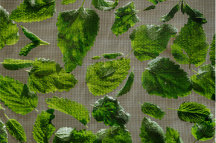 Close up of drying lemon balm leaves, a Food & Drink Photo by HalfPoint