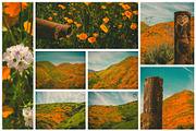 California Poppies Photo Bundle, a Nature Photo by Megs Lang (Thumbnail 3 of 6)