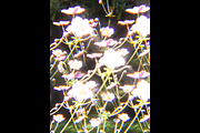 Dreamy, Ethereal Flower Photo Bundle, a Nature Photo by AmandaFagan (Thumbnail 6 of 13)