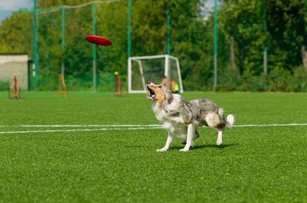 Border collie breed dog for a walk o containing dog, run, and field, an Animal Photo by oleghz