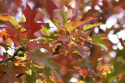 Autumn leaves close up containing nature, picture, and image, a Nature Photo by TrueMitra Designs