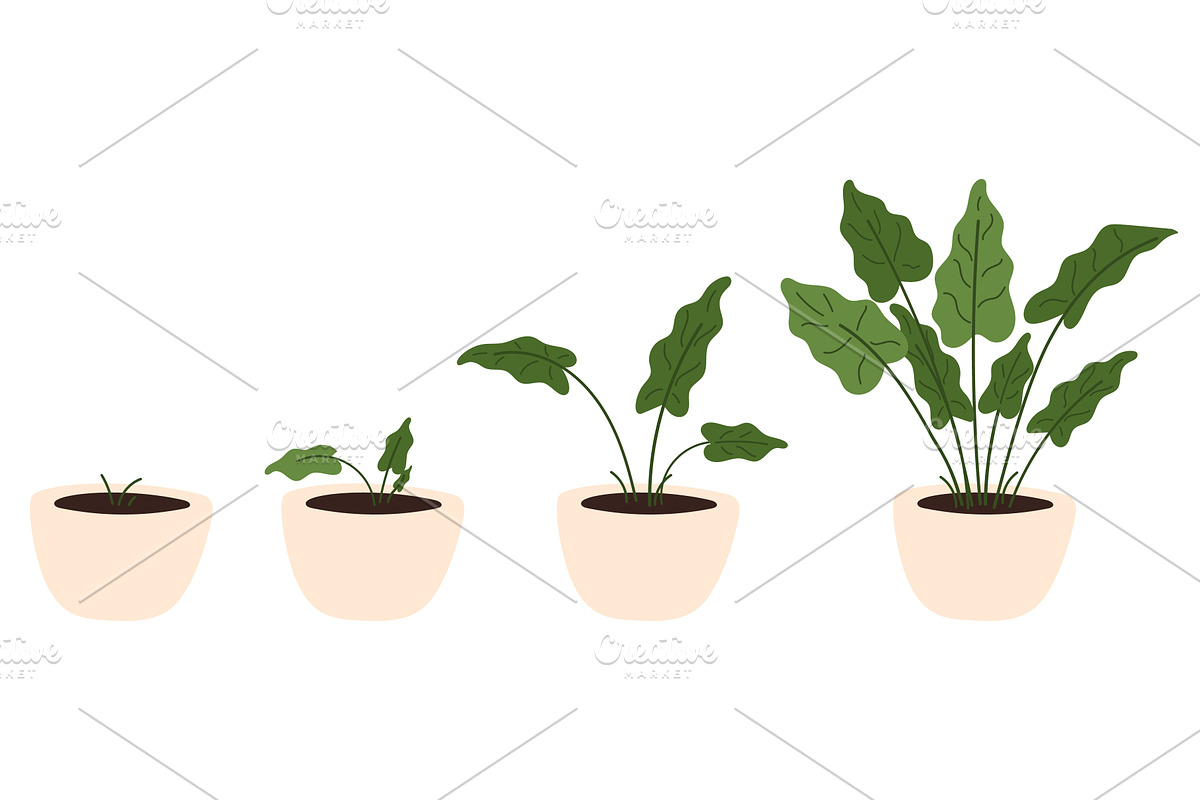 Stages of growth of houseplant, an Object Illustration by Vectorbuum