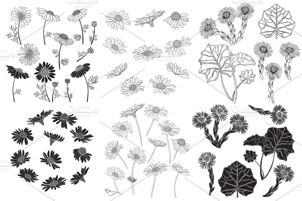 Wildherbs and flowers., an Object Graphic by maritime_m (Photo 5 of 8)