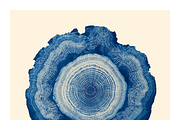 Natt Collection · Organic Tree Rings, a Texture Illustration by milatovar (Thumbnail 5 of 19)