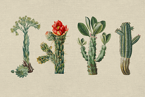 Vinatge Cactuses And Succulents