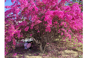 Children playing under huge tree., a Nature Photo by LogosDen