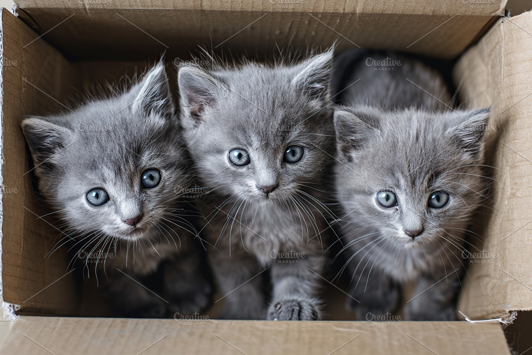 Little kittens in cardboard box, an Animal Photo by AlyaAnd