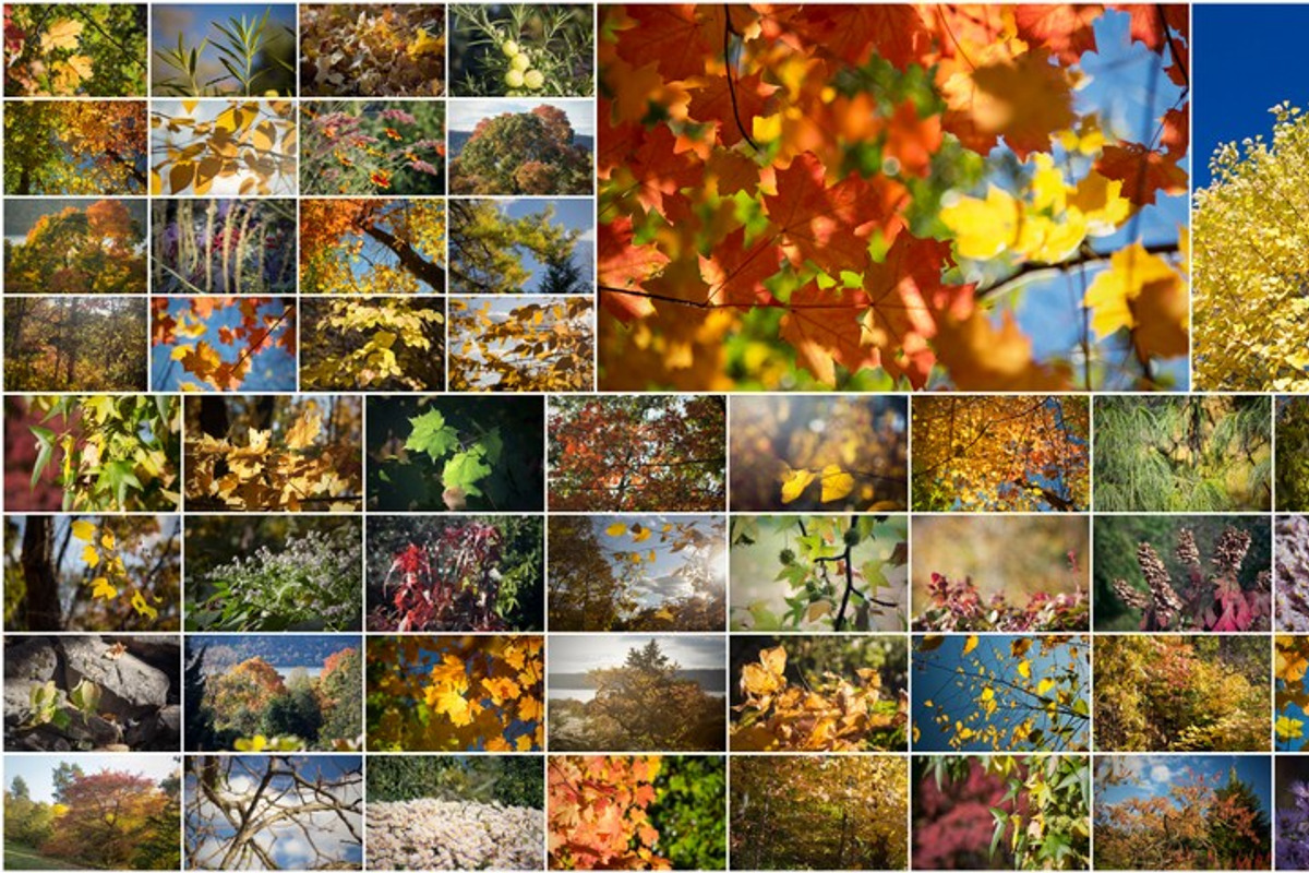 Autumn Photoset 50 Images, a Templates & Theme by Magic Mint (Photo 2 of 3)