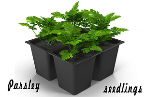 Seedlings Of Parsley