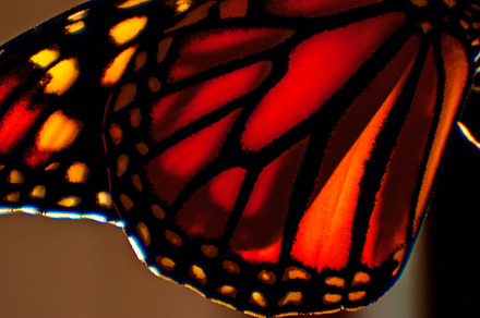 Detail of Monarch Butterfly Wing