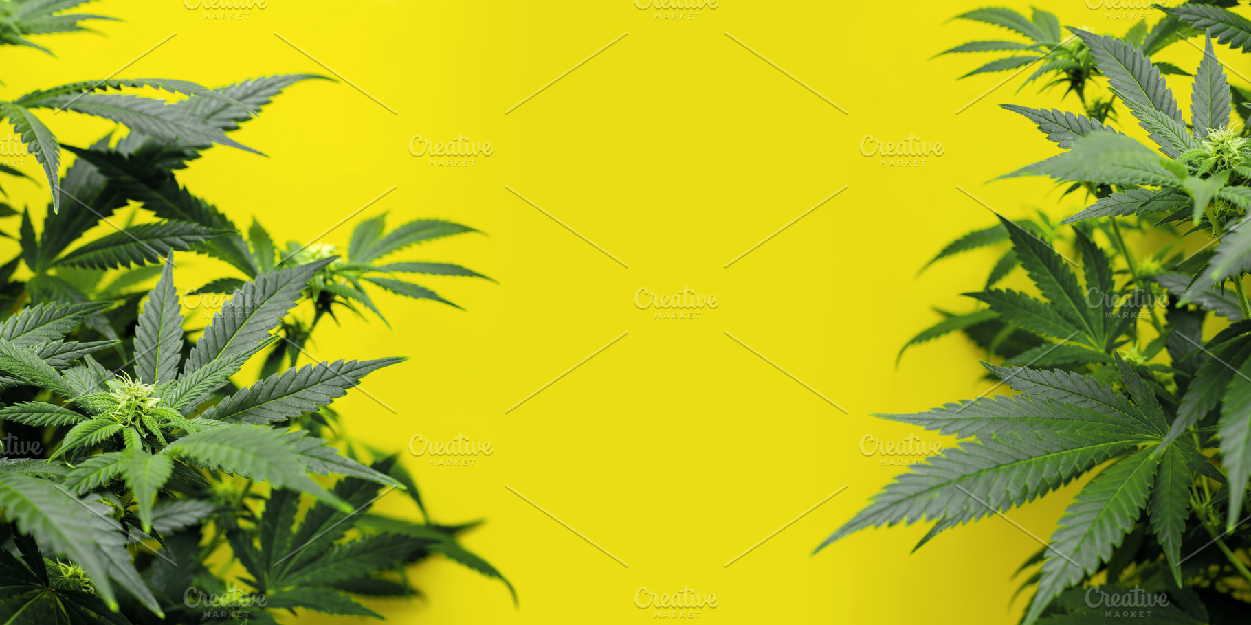 yellow background with marijuana pla, a Health & Medical Photo by Claudio Valdés