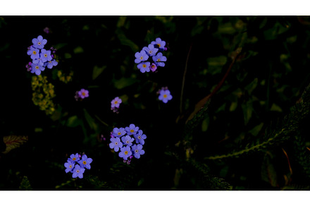 Forget-me-nots, myosotis sylvatica