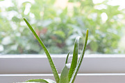 Living with Plants Photo Bundle, a Nature Photo by Wellness Stock Market (Thumbnail 3 of 11)