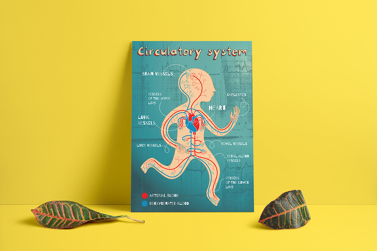 Human Anatomy for kids, an Education Illustration by Shusha Guna Art (Photo 9 of 9)