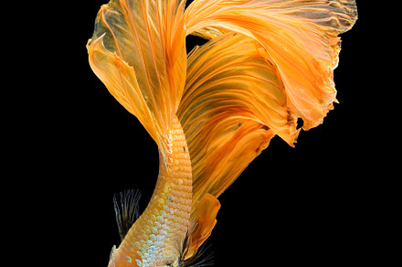 Betta fish or Siamese fighting