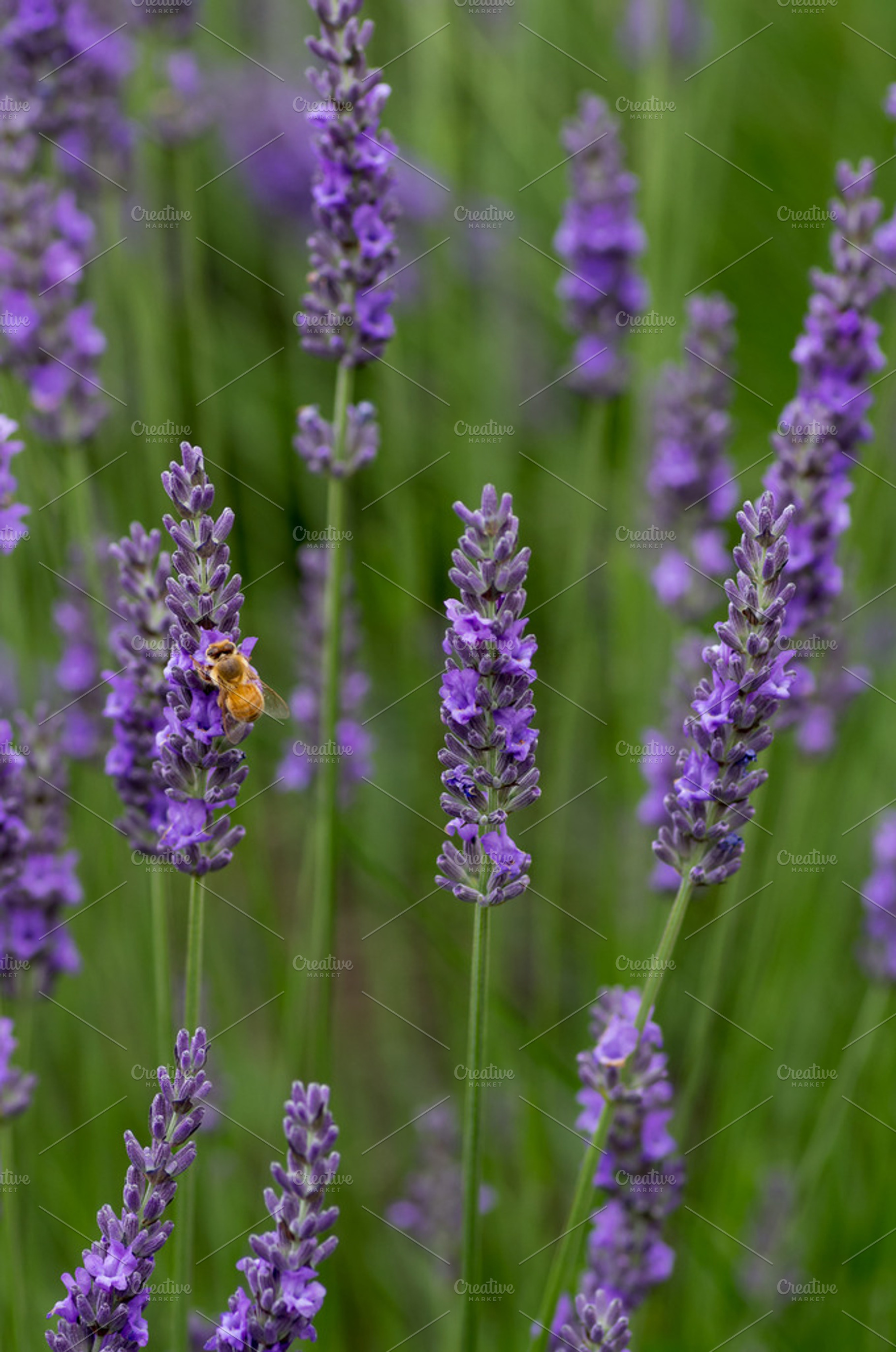 Lavendar Flowers With Bee