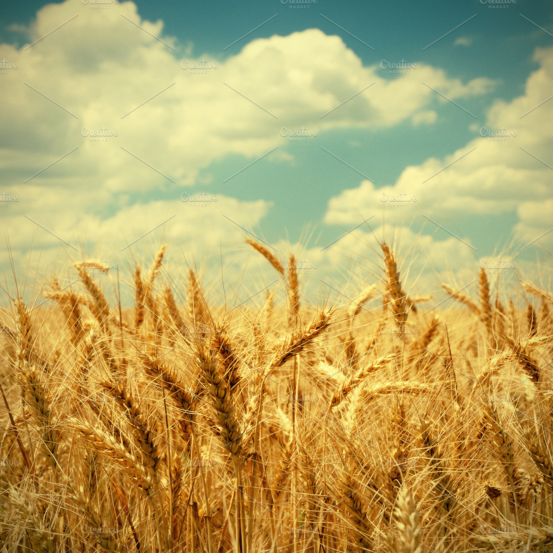 Vintage Photo Of Wheat Ears