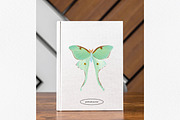 Watercolor Insects, an Animal Illustration by Stacey Shaller (Thumbnail 6 of 6)