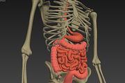 Animated internal organs, skeleton, a Characters & Person 3D Model by konstantin.ermolaev (Thumbnail 25 of 29)