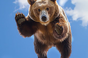 116 Flying animals, an Animal Photo by Handmadefont (Thumbnail 17 of 119)