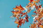 100+ New Hi-Res Autumn Photos, a Background Photo by moonloop (Thumbnail 6 of 13)