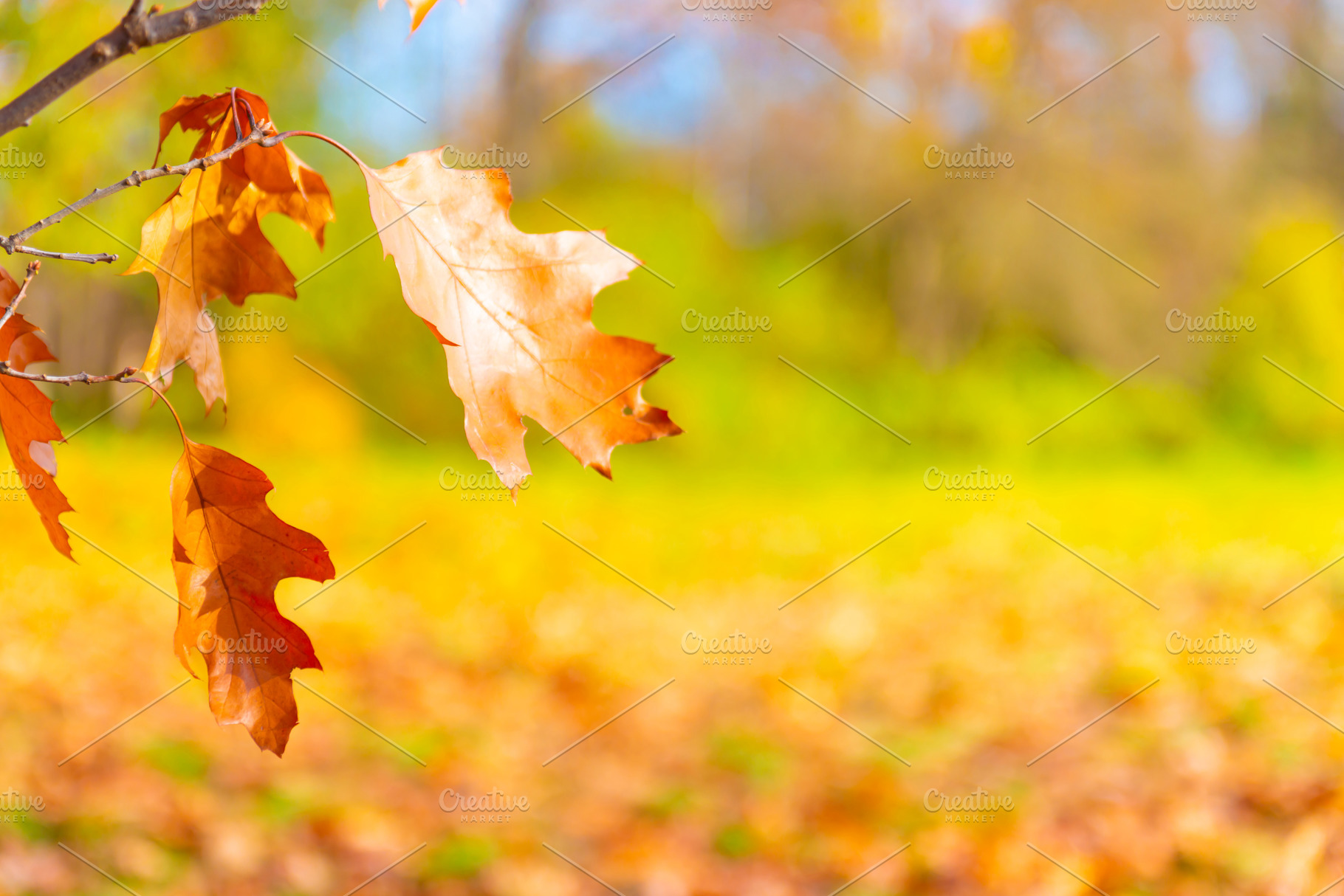Autumn leaves in autumn park, a Nature Photo by Vapi