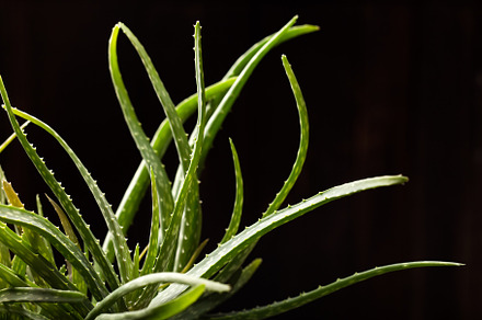 Close up of aloe vera plant containing aloe, vera, and plant