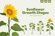 Sunflower Growth Stages Illustration, an Illustration by Ilia Design (Thumbnail 1 of 5)