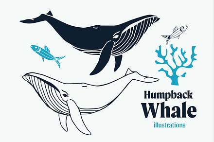 Humpback Whale vector illustrations