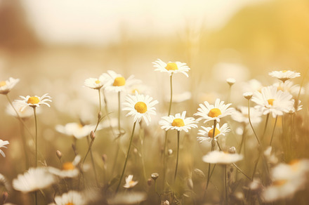 A springtime field of daisies and chamomiles with a blurred background and beau, a Background Photo by José Manuel Gelpi